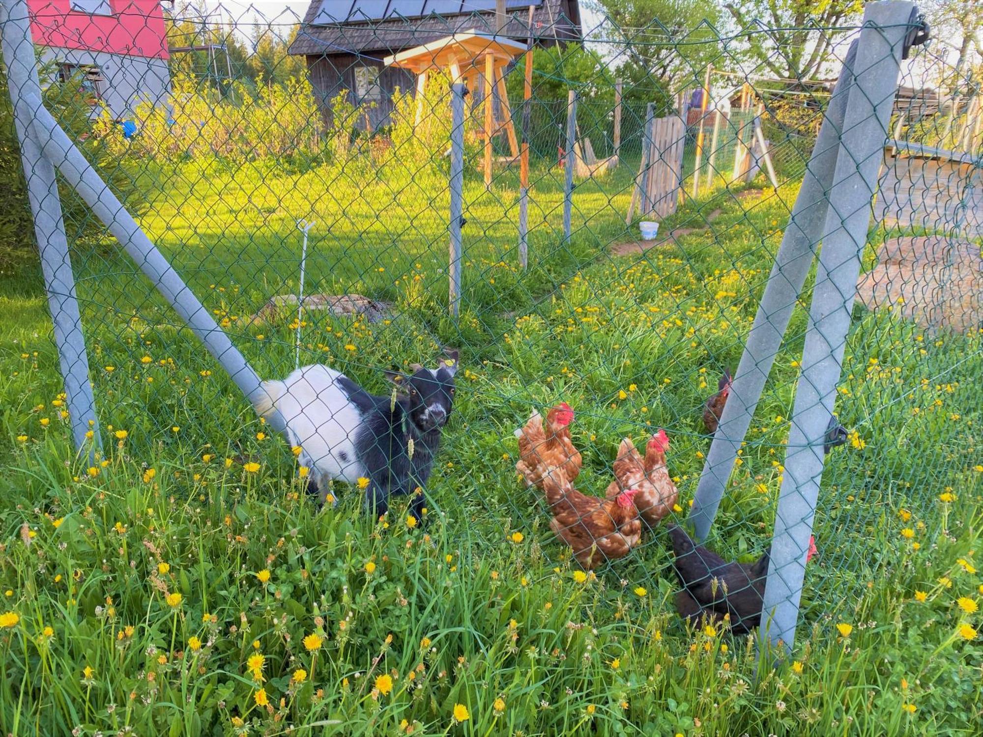 Suessen Haeusle Daire Breitnau Dış mekan fotoğraf